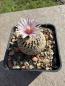 Preview: Turbinicarpus valdezianus